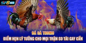 Đá Gà Thomo | Điểm Hẹn Lý Tưởng Cho Mọi Trận So Tài Gay Cấn