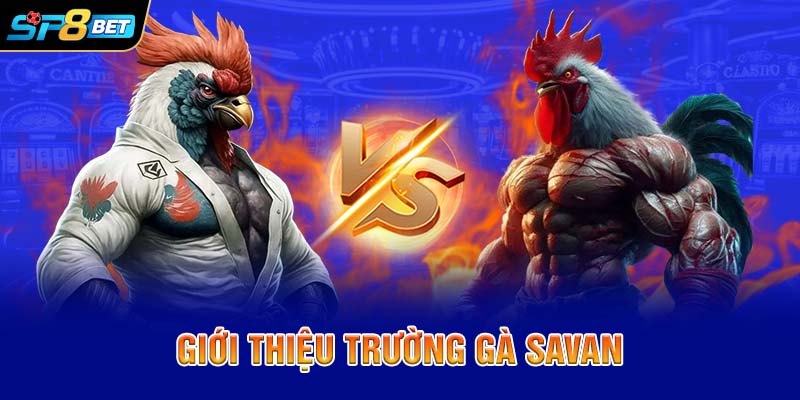 Giới thiệu trường gà Savan