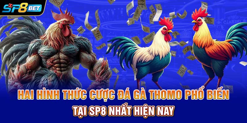 Hai hình thức cược đá gà Thomo phổ biến tại SP8 nhất hiện nay