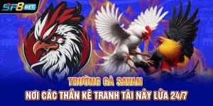 Trường Gà Savan | Nơi Các Thần Kê Tranh Tài Nảy Lửa 24/7